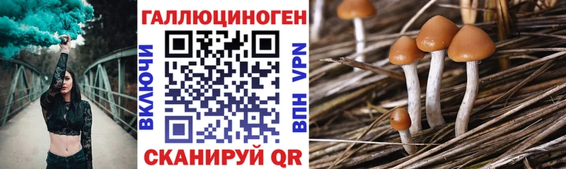 Галлюциногенные грибы Psilocybine cubensis  Алдан 